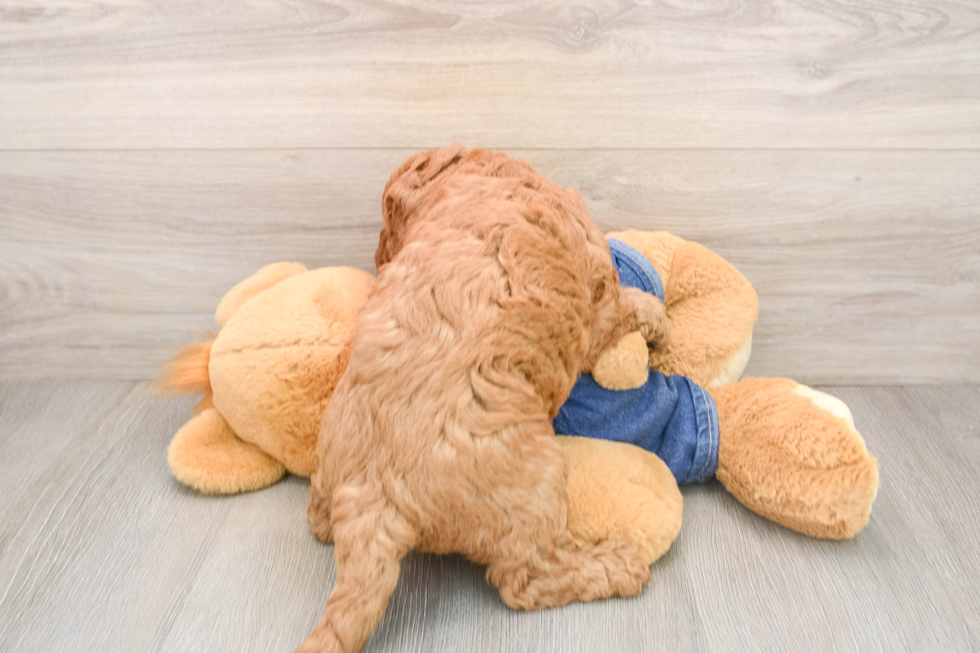 Petite Mini Goldendoodle Poodle Mix Pup