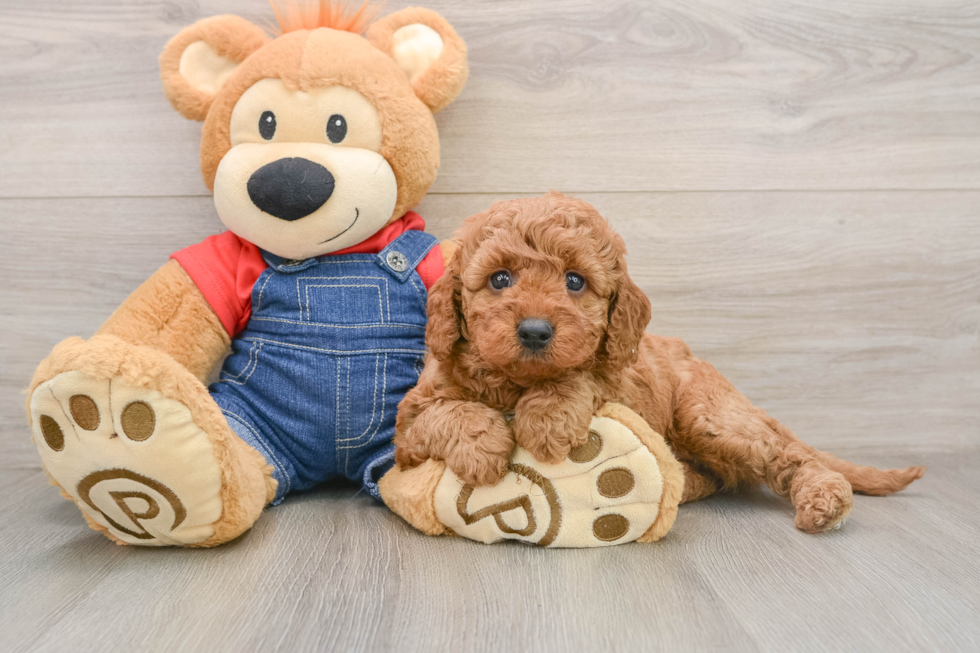 Mini Goldendoodle Puppy for Adoption