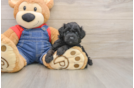 Best Mini Goldendoodle Baby