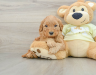 8 week old Mini Goldendoodle Puppy For Sale - Pilesgrove Pups