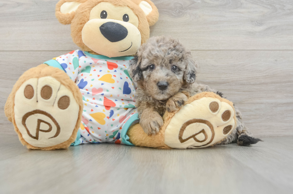 6 week old Mini Goldendoodle Puppy For Sale - Pilesgrove Pups