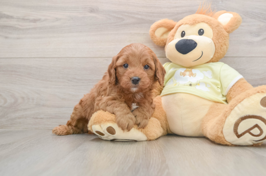 Energetic Golden Doodle Poodle Mix Puppy