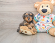 7 week old Mini Goldendoodle Puppy For Sale - Pilesgrove Pups