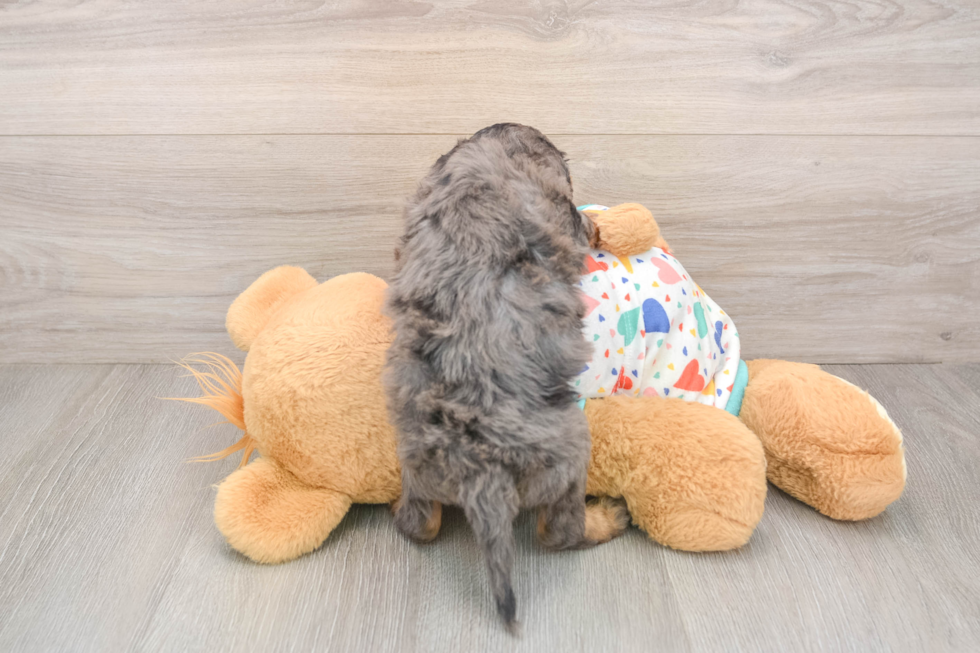 Funny Mini Goldendoodle Poodle Mix Pup