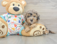9 week old Mini Goldendoodle Puppy For Sale - Pilesgrove Pups