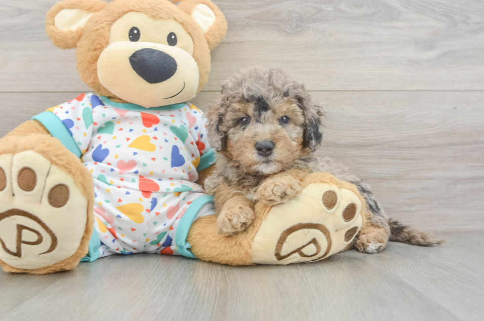 6 week old Mini Goldendoodle Puppy For Sale - Pilesgrove Pups