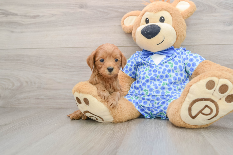 Mini Goldendoodle Puppy for Adoption