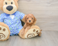 7 week old Mini Goldendoodle Puppy For Sale - Pilesgrove Pups