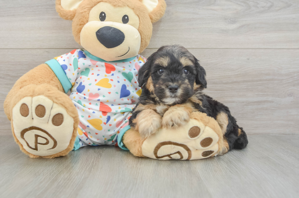 6 week old Mini Goldendoodle Puppy For Sale - Pilesgrove Pups