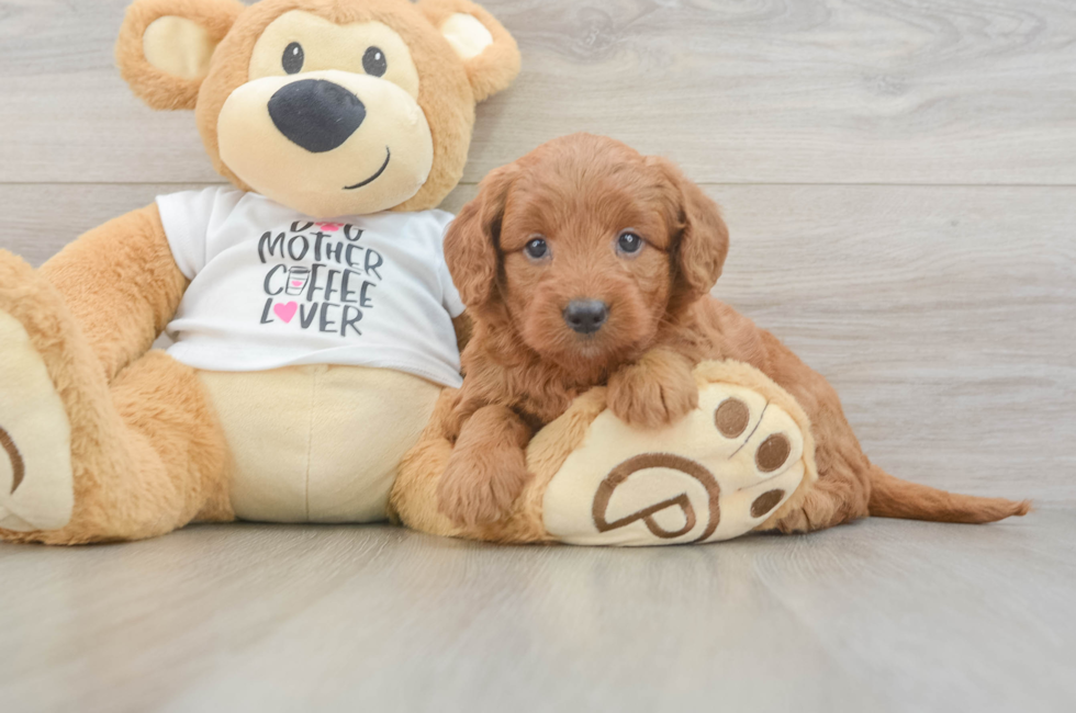 5 week old Mini Goldendoodle Puppy For Sale - Pilesgrove Pups