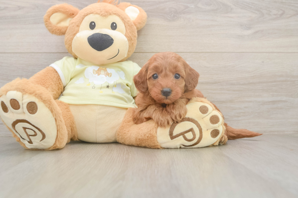 6 week old Mini Goldendoodle Puppy For Sale - Pilesgrove Pups