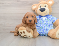 7 week old Mini Goldendoodle Puppy For Sale - Pilesgrove Pups