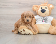 6 week old Mini Goldendoodle Puppy For Sale - Pilesgrove Pups