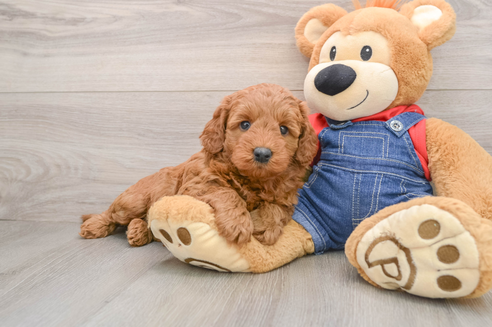 Popular Mini Goldendoodle Poodle Mix Pup