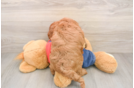 Adorable Golden Retriever Poodle Mix Poodle Mix Puppy
