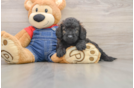 Best Mini Goldendoodle Baby