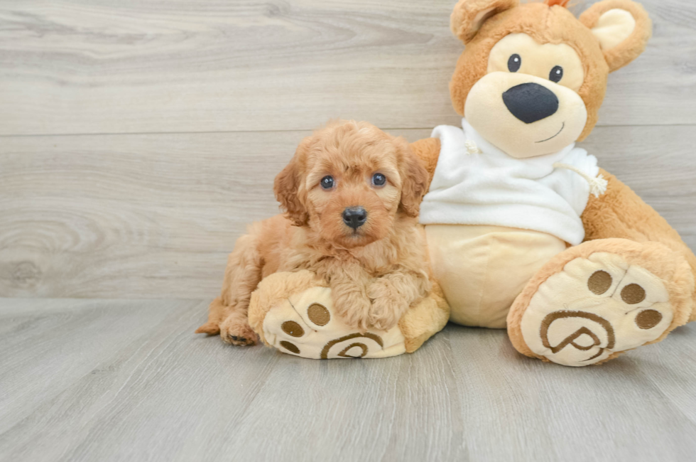 6 week old Mini Goldendoodle Puppy For Sale - Pilesgrove Pups