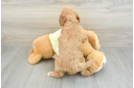 Mini Goldendoodle Puppy for Adoption