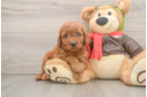 Mini Goldendoodle Puppy for Adoption