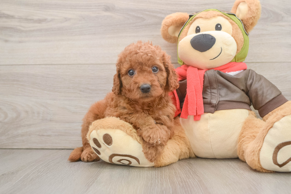 Mini Goldendoodle Puppy for Adoption