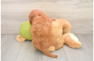 Petite Mini Goldendoodle Poodle Mix Pup