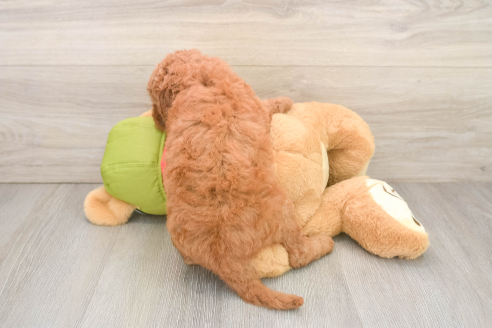 Petite Mini Goldendoodle Poodle Mix Pup