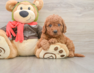 7 week old Mini Goldendoodle Puppy For Sale - Pilesgrove Pups