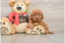 Small Mini Goldendoodle Baby