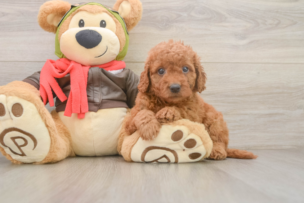 Small Mini Goldendoodle Baby