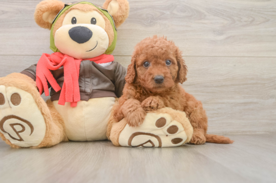 Small Mini Goldendoodle Baby