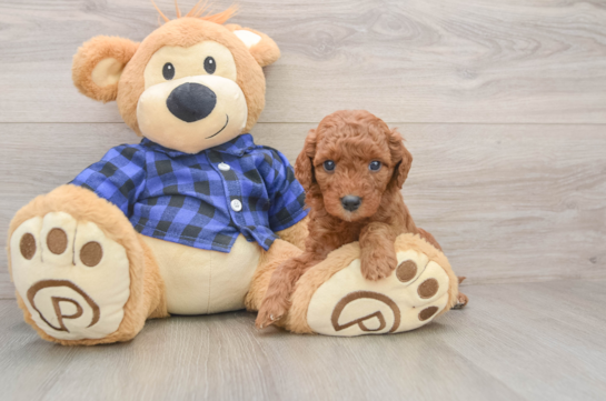 Adorable Golden Retriever Poodle Mix Poodle Mix Puppy