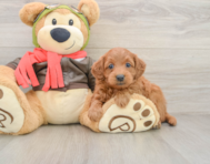 8 week old Mini Goldendoodle Puppy For Sale - Pilesgrove Pups