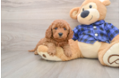 Mini Goldendoodle Puppy for Adoption