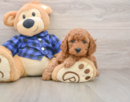 8 week old Mini Goldendoodle Puppy For Sale - Pilesgrove Pups