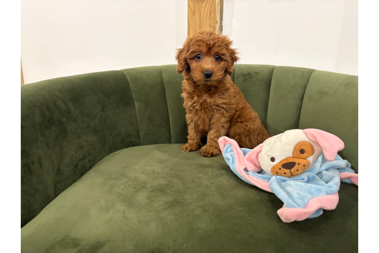 Cute Mini Goldendoodle Baby