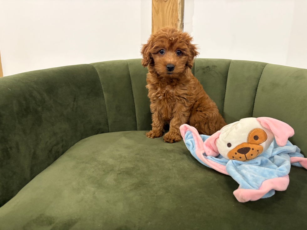 Cute Mini Goldendoodle Baby