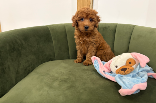 Cute Mini Goldendoodle Baby