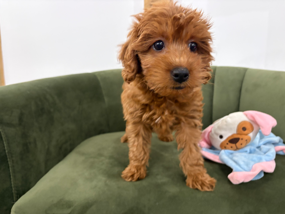 Cute Mini Goldendoodle Baby