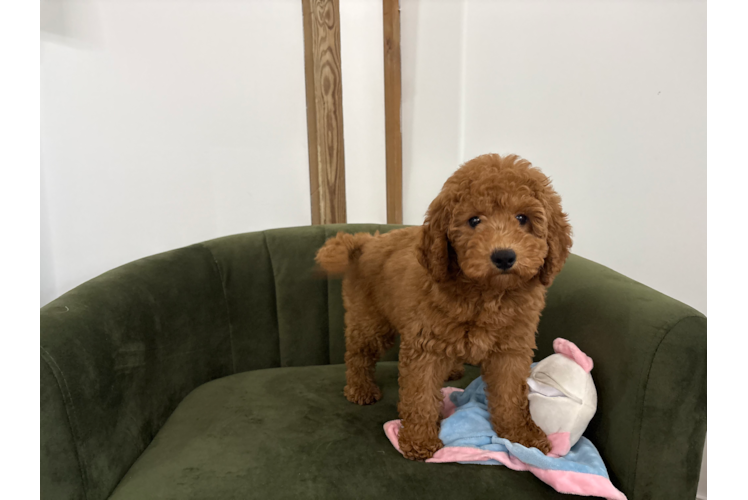Cute Mini Goldendoodle Baby