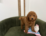 11 week old Mini Goldendoodle Puppy For Sale - Pilesgrove Pups