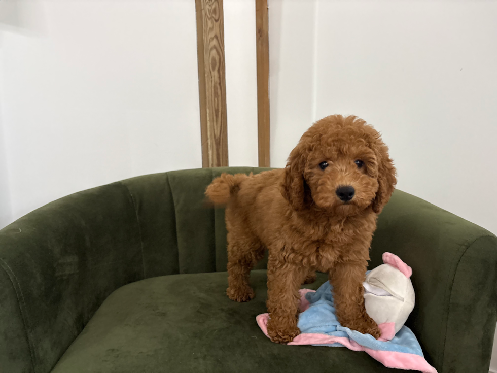Cute Mini Goldendoodle Baby
