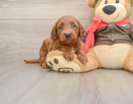 7 week old Mini Goldendoodle Puppy For Sale - Pilesgrove Pups