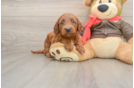 Happy Mini Goldendoodle Baby