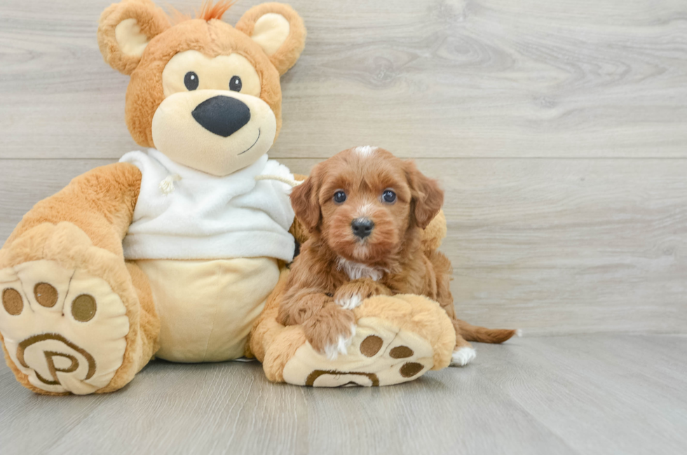 7 week old Mini Goldendoodle Puppy For Sale - Pilesgrove Pups