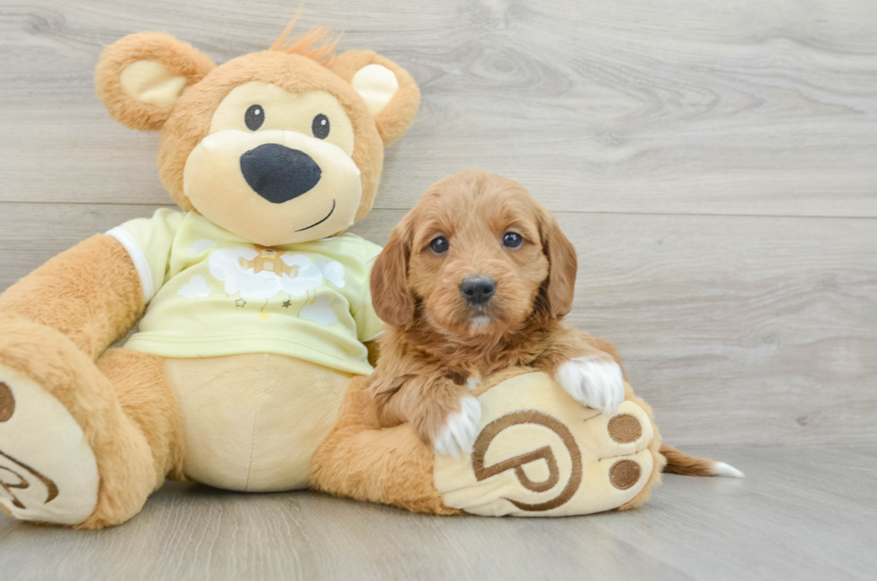 6 week old Mini Goldendoodle Puppy For Sale - Pilesgrove Pups