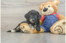 Mini Goldendoodle Pup Being Cute