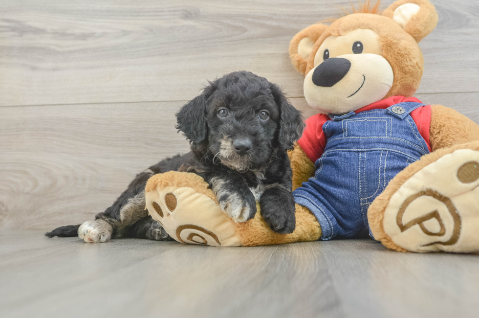 5 week old Mini Goldendoodle Puppy For Sale - Pilesgrove Pups