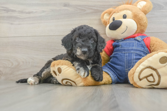 Mini Goldendoodle Pup Being Cute