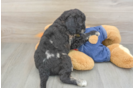 Mini Goldendoodle Puppy for Adoption