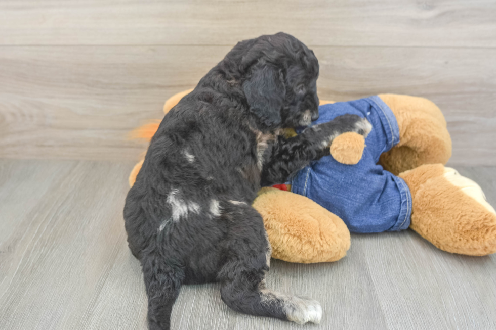 Mini Goldendoodle Puppy for Adoption